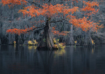 Caddo Lake Cypress Swamp Forests Of Texas By Sarfraz Durrani