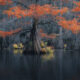 Caddo Lake Cypress Swamp Forests Of Texas By Sarfraz Durrani