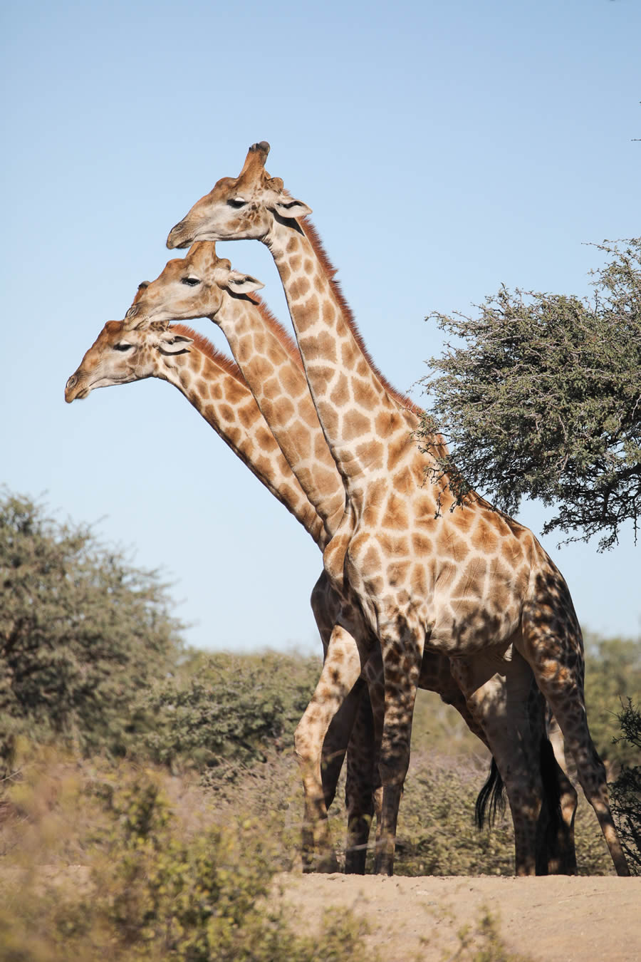 Best Photos From Comedy Wildlife Photography Awards 2024