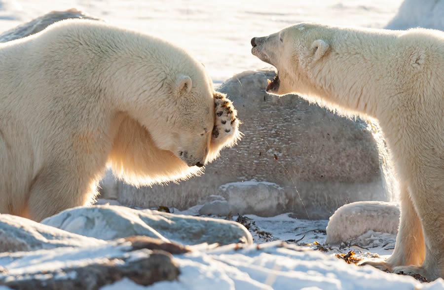 Best Photos From Comedy Wildlife Photography Awards 2024