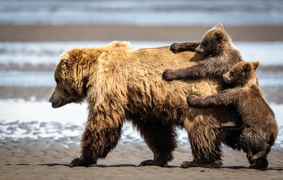 Best Photos From Comedy Wildlife Photography Awards 2024