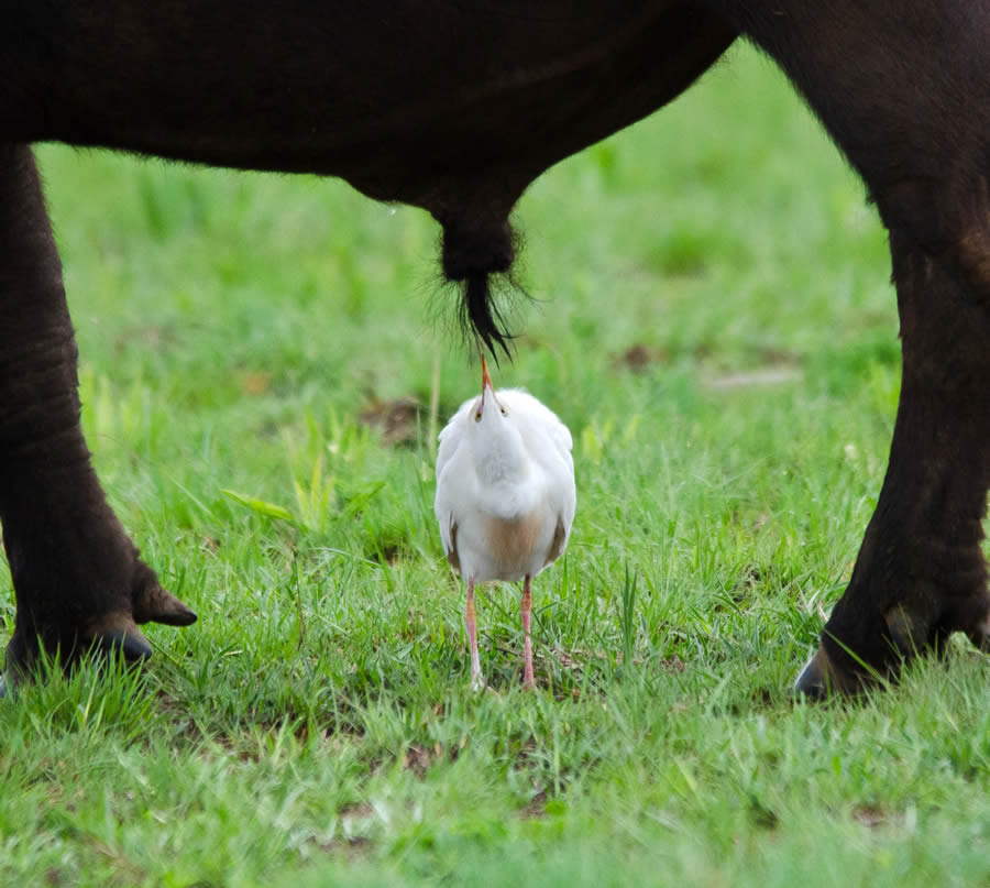 Best Photos From Comedy Wildlife Photography Awards 2024