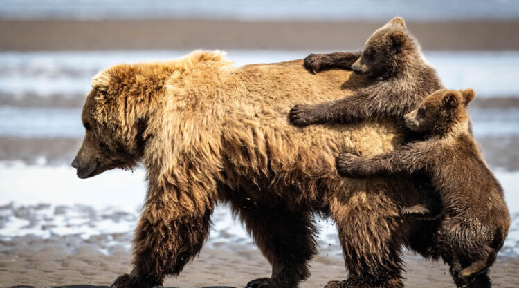 Best Photos From Comedy Wildlife Photography Awards 2024