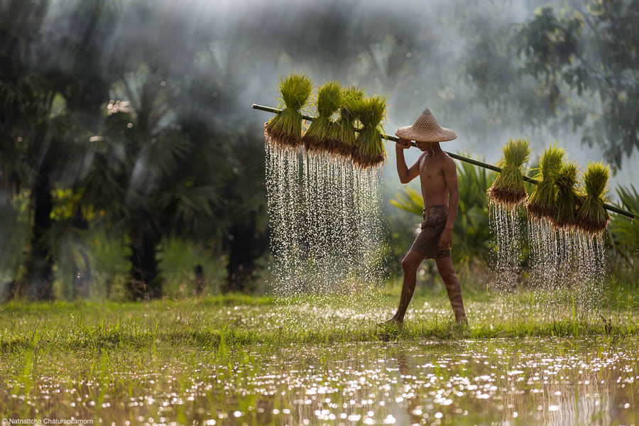 Food Photographer of the Year 2024 Winners