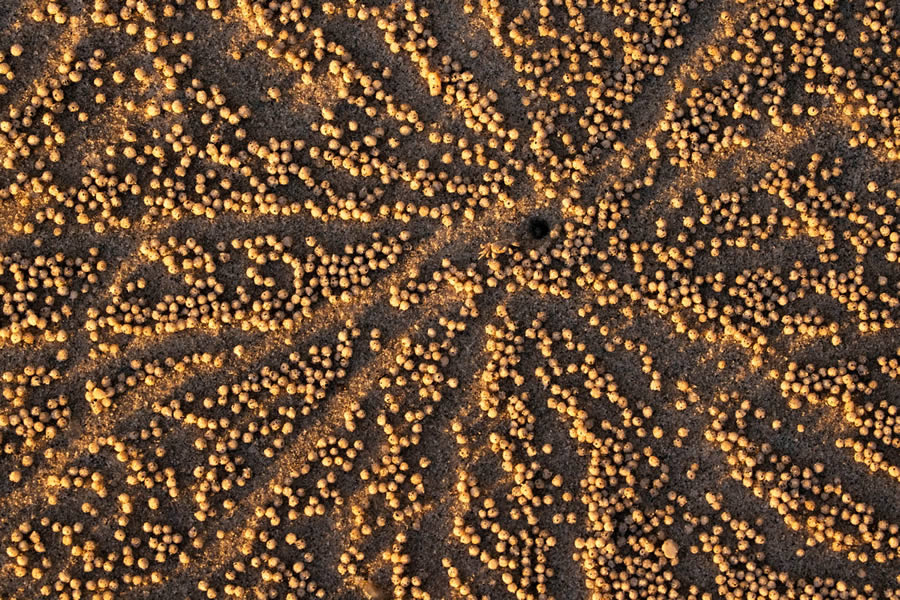 GDT Photographer Of The Year 2024 Nature Winners