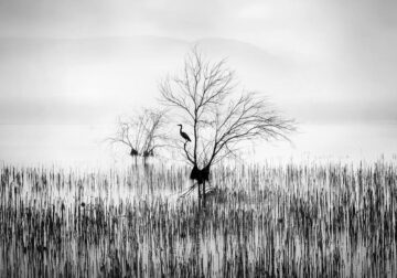 In the Mist Fine Art Landscapes By George Digalakis