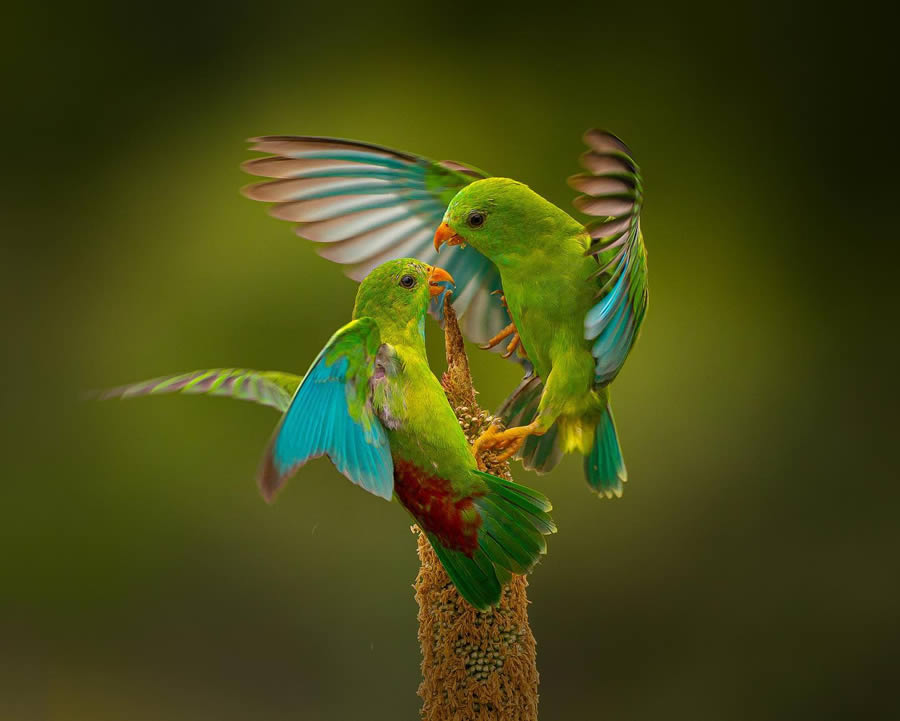 Indian Bird Photography By Ayush Singh