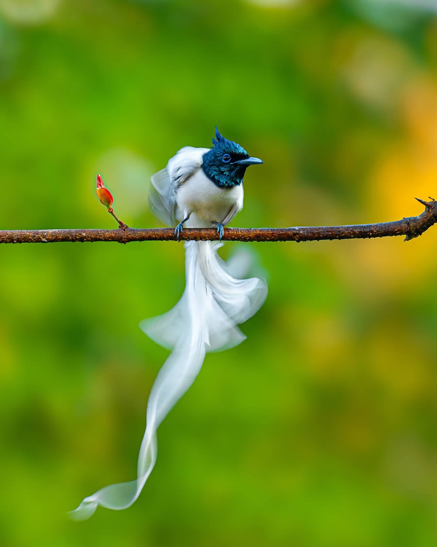 Indian Bird Photography By Ayush Singh