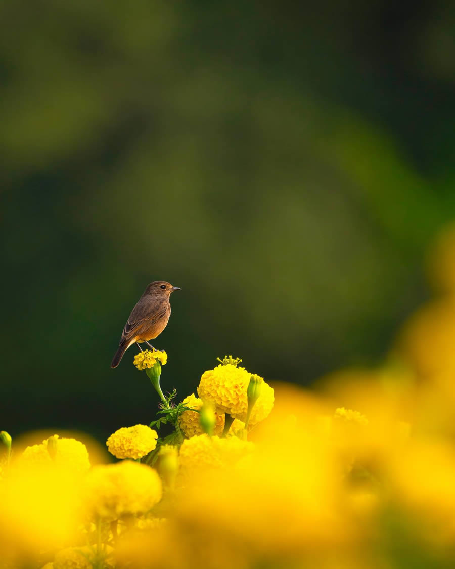 Indian Bird Photography By Ayush Singh