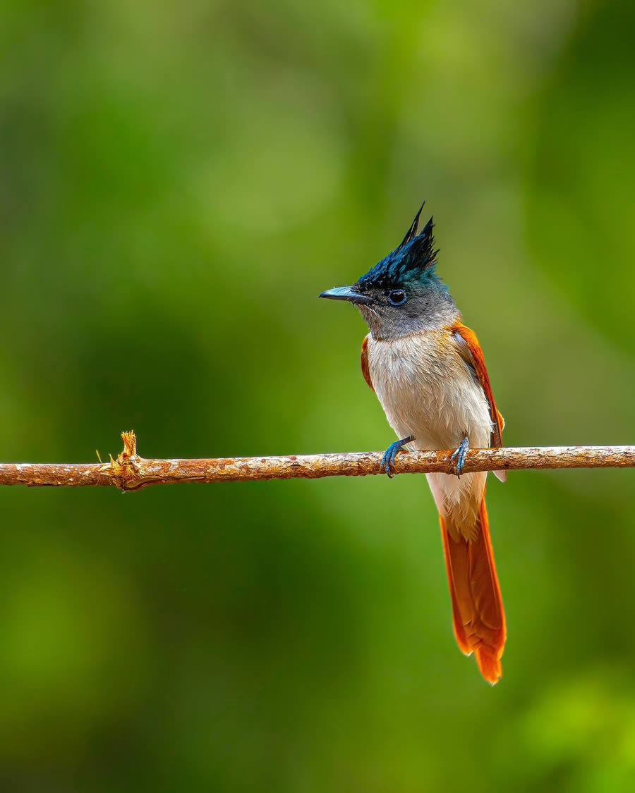 Indian Bird Photography By Ayush Singh