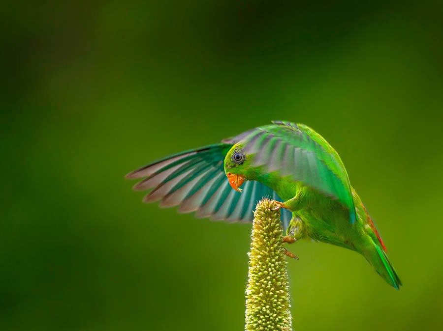 Indian Bird Photography By Ayush Singh