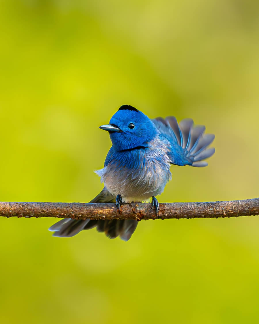 Indian Bird Photography By Ayush Singh