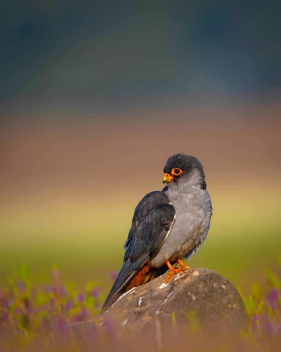 Indian Bird Photography By Ayush Singh