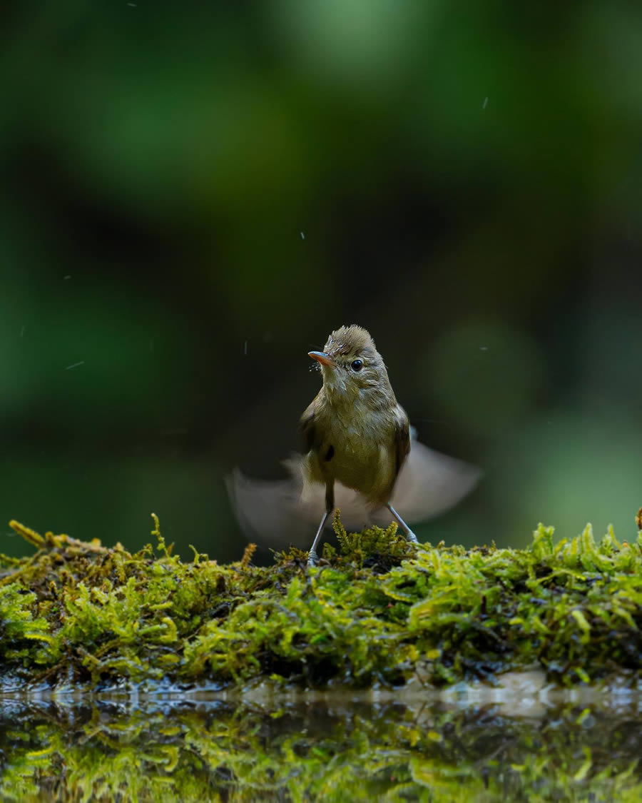 Indian Bird Photography By Ayush Singh