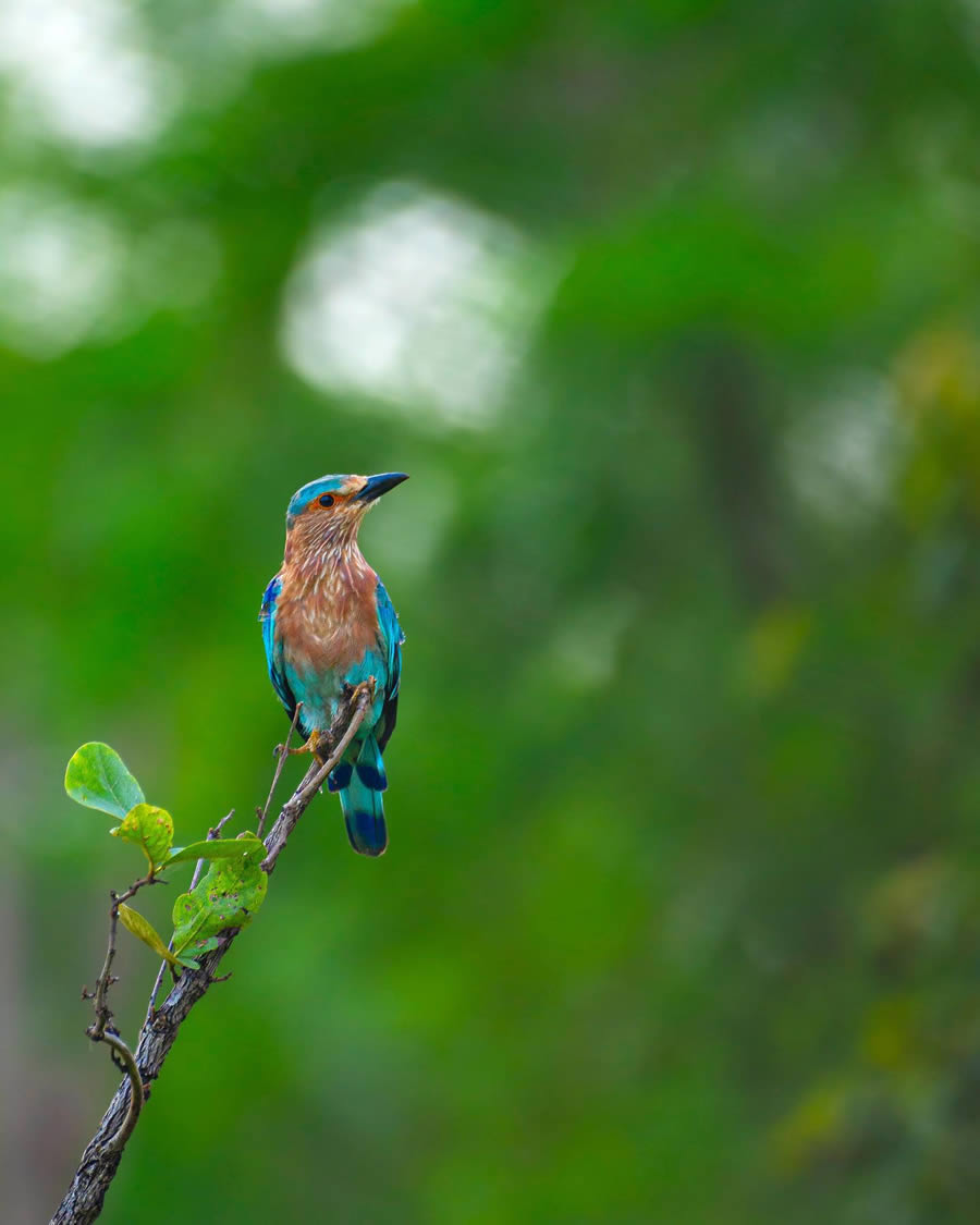 Indian Bird Photography By Ayush Singh