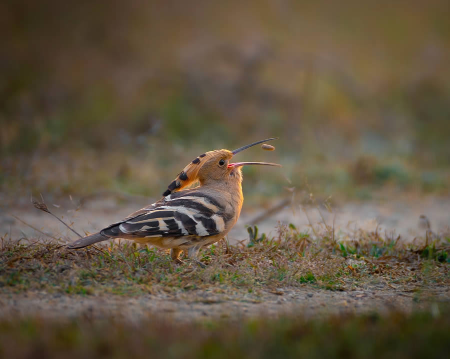 Indian Bird Photography By Ayush Singh