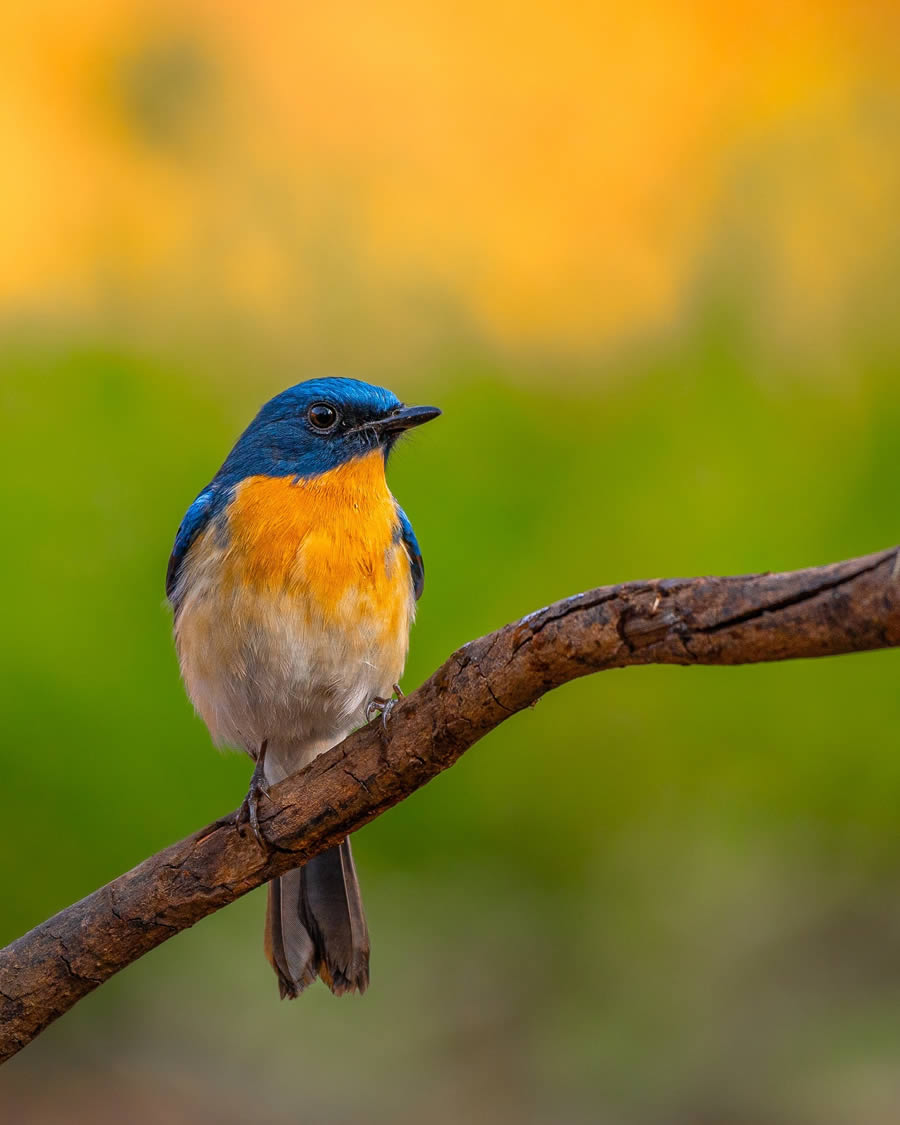 Indian Bird Photography By Ayush Singh