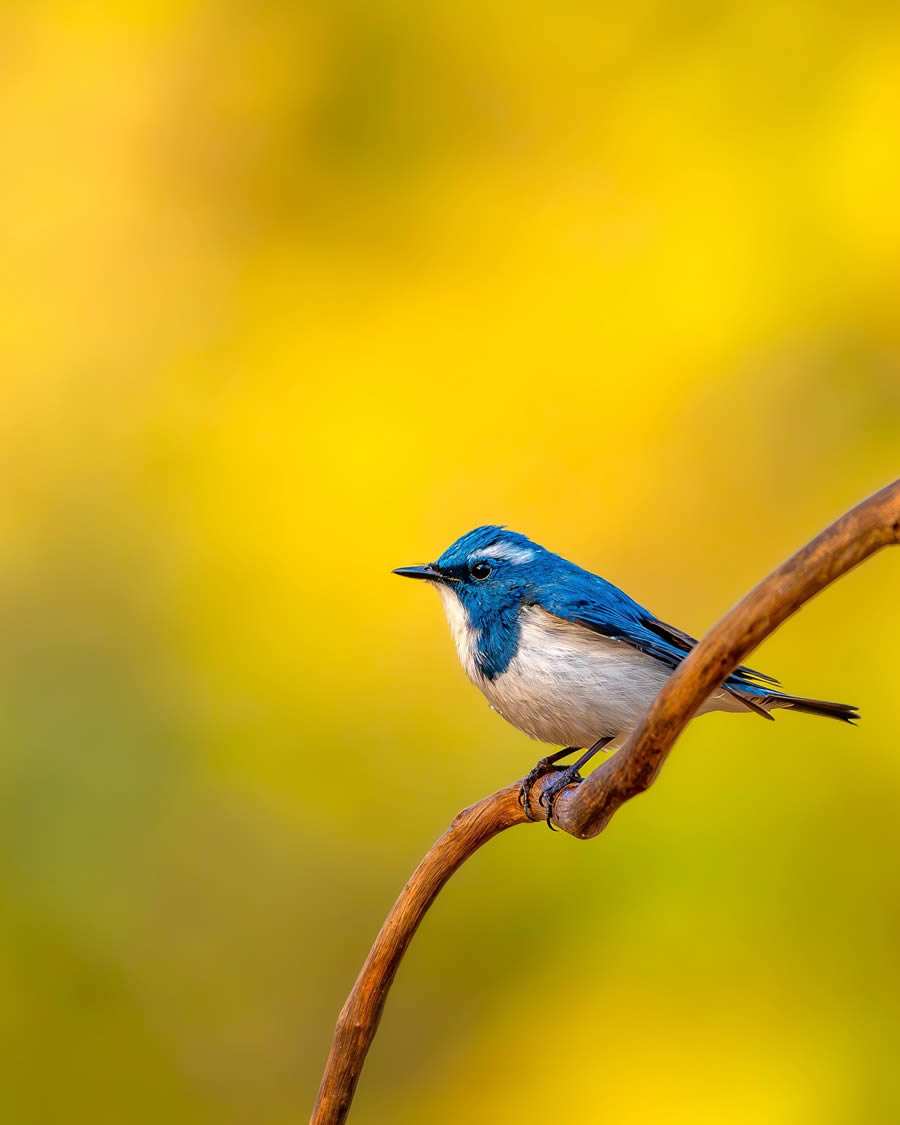 Indian Bird Photography By Ayush Singh