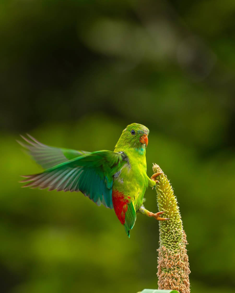 Indian Bird Photography By Ayush Singh