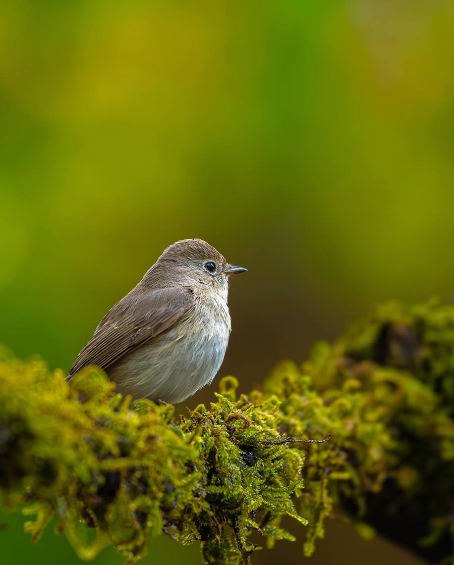 Indian Bird Photography By Ayush Singh