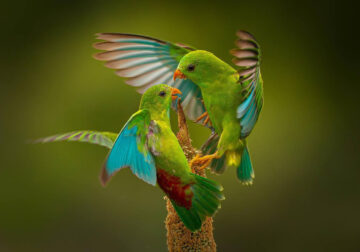 Indian Bird Photography By Ayush Singh