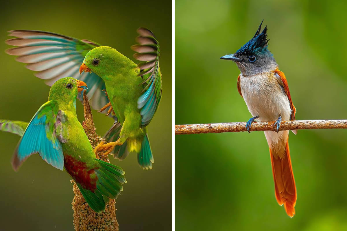 Indian Bird Photography By Ayush Singh