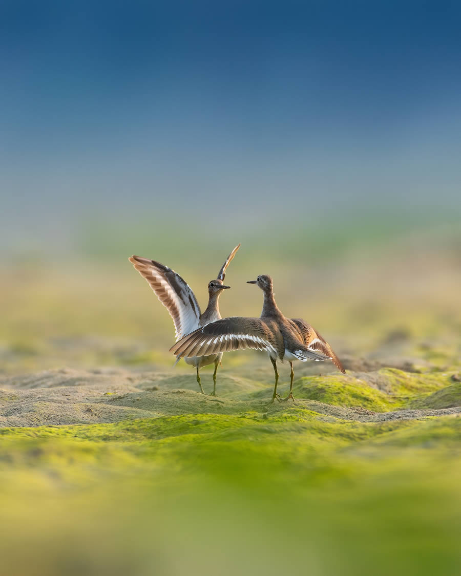 Beautiful Bird Photography By Mainak Halder