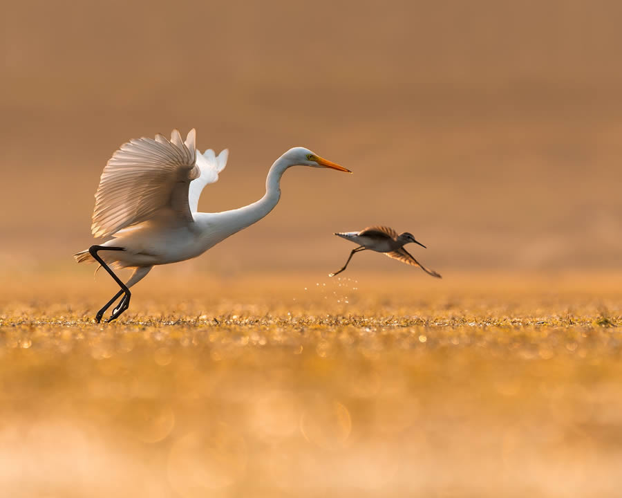 Beautiful Bird Photography By Mainak Halder