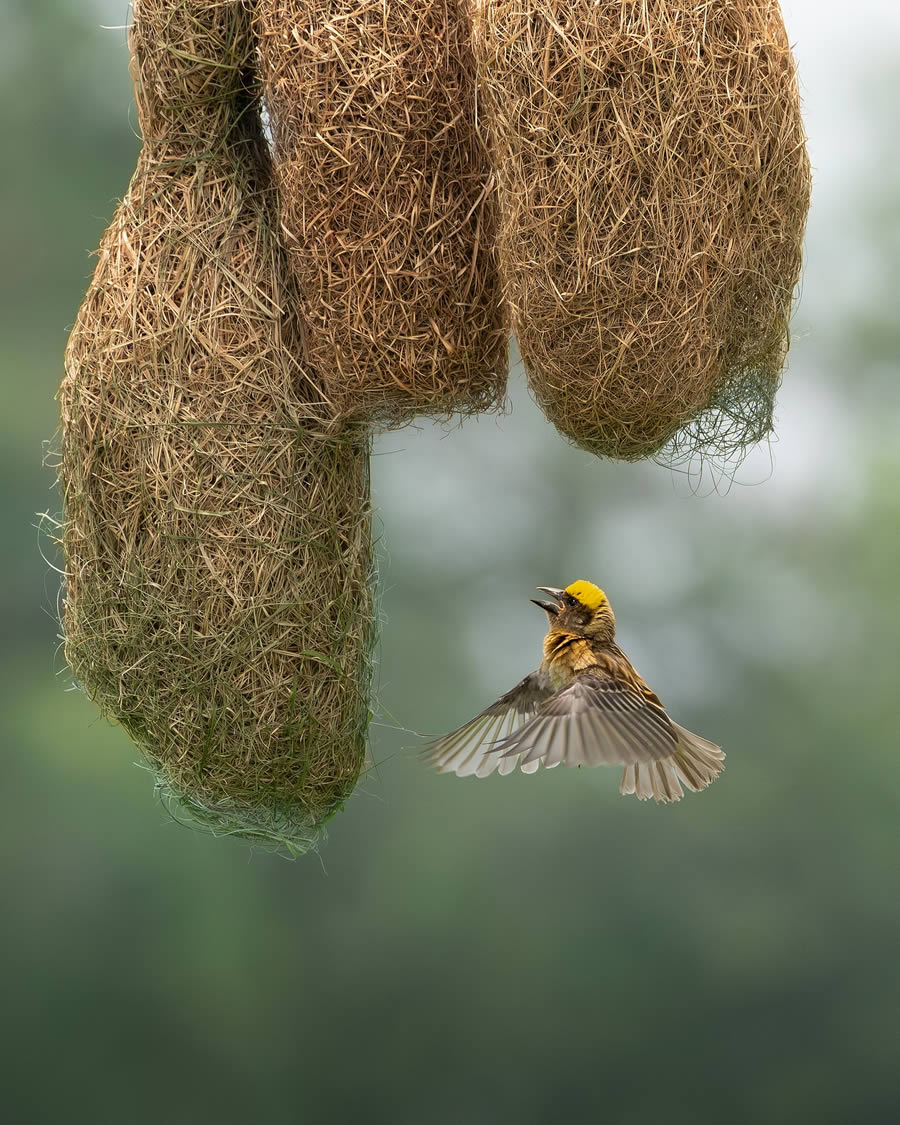 Beautiful Bird Photography By Mainak Halder