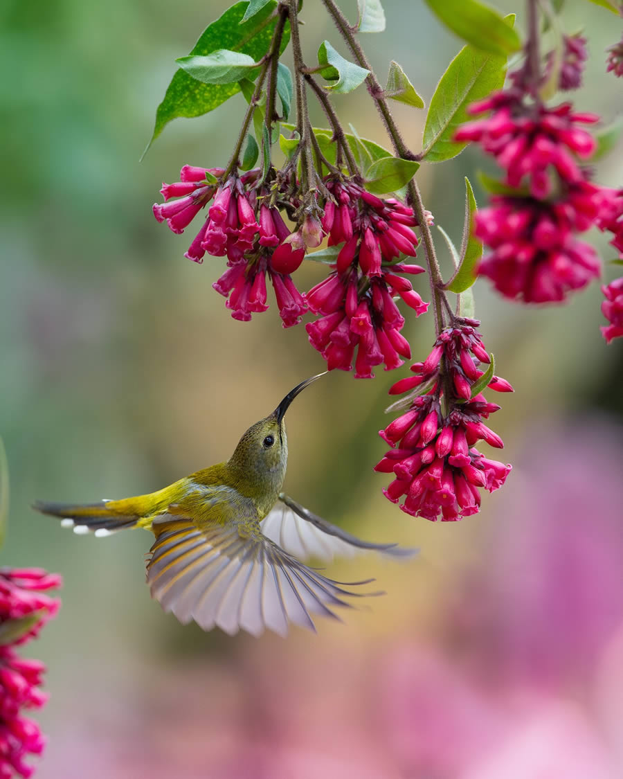 Beautiful Bird Photography By Mainak Halder