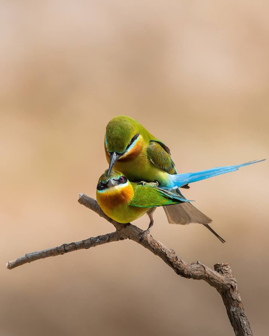 Beautiful Bird Photography By Mainak Halder