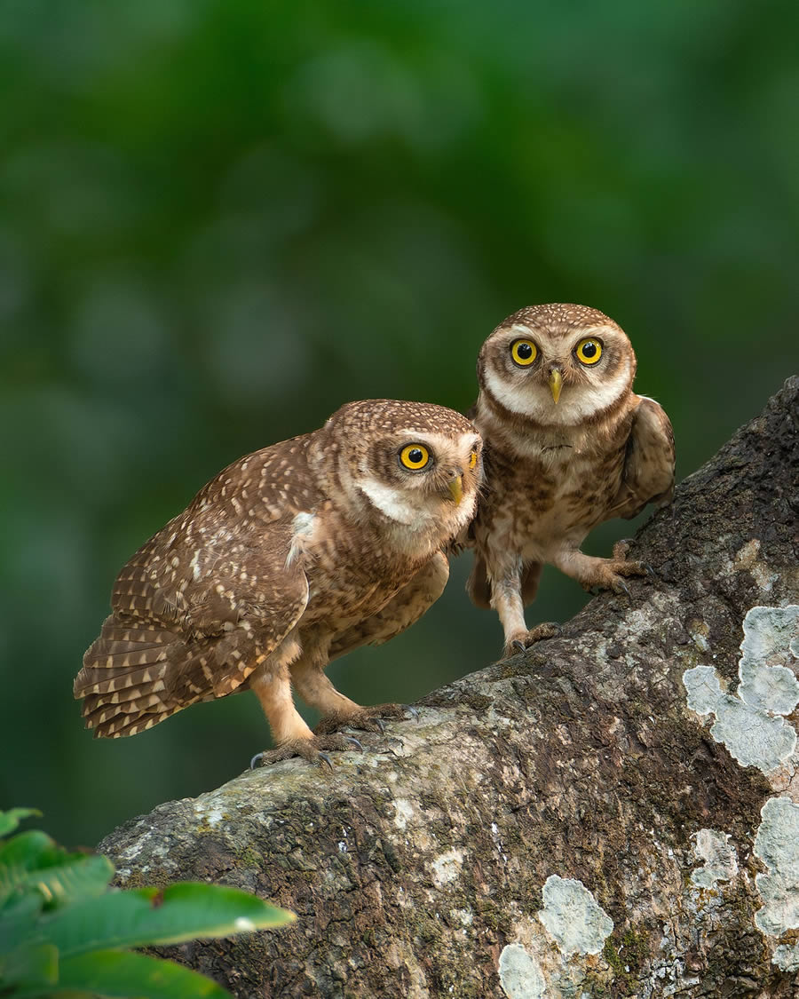 Beautiful Bird Photography By Mainak Halder