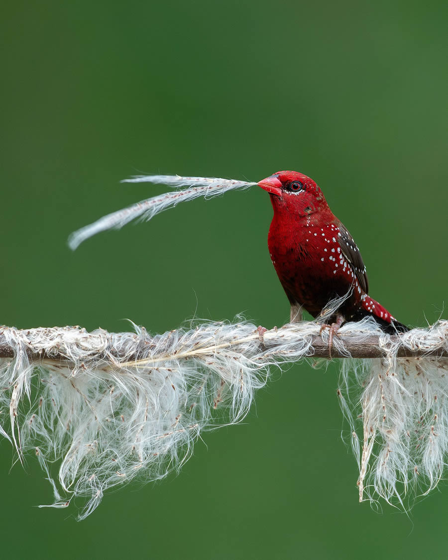 Beautiful Bird Photography By Mainak Halder