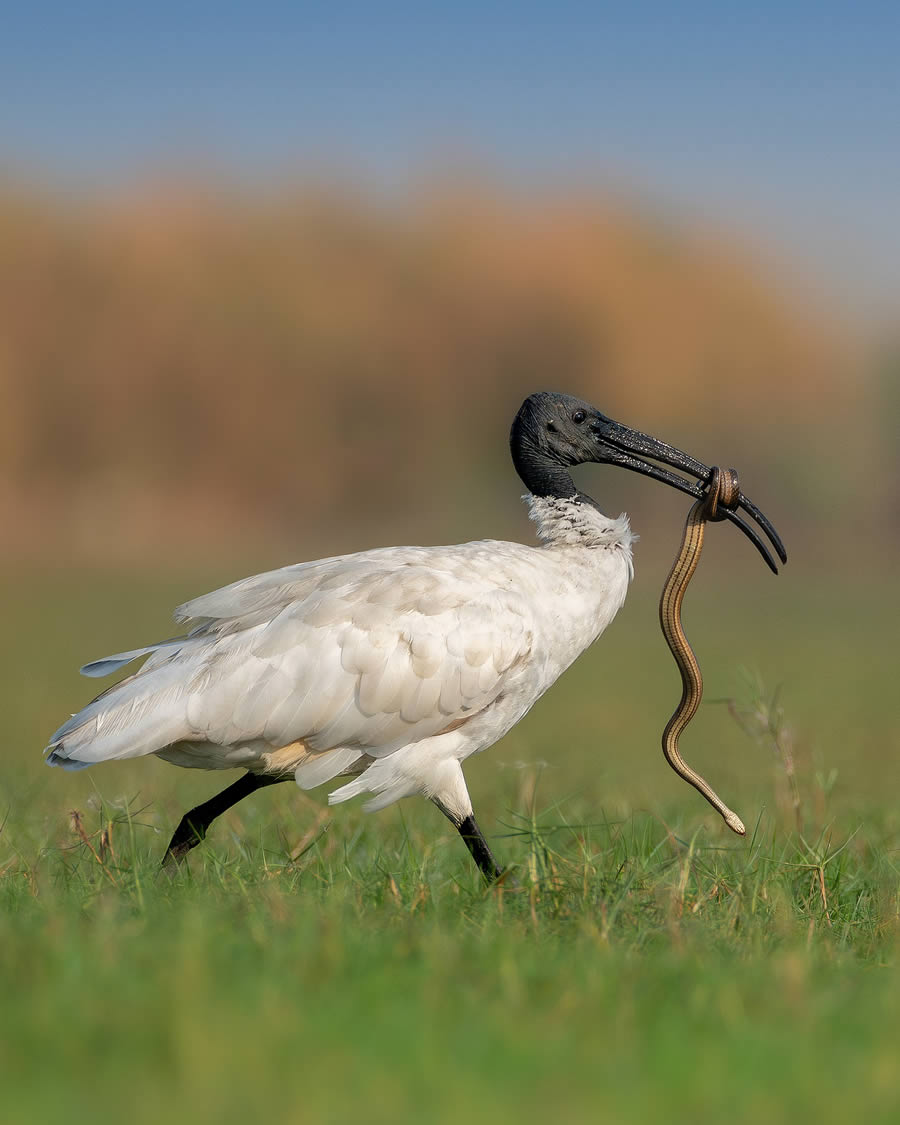 Beautiful Bird Photography By Mainak Halder