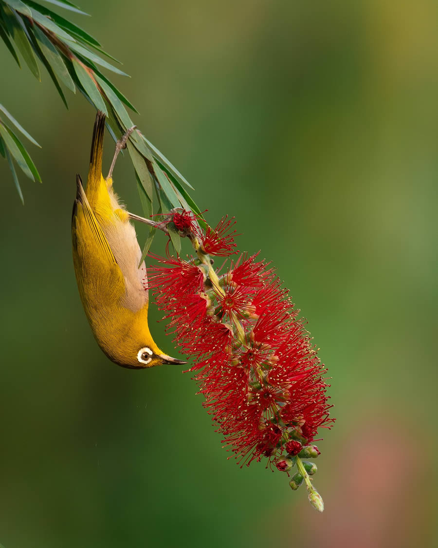 Beautiful Bird Photography By Mainak Halder