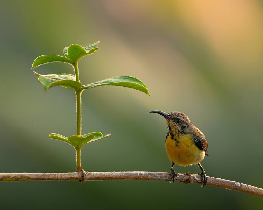 Beautiful Bird Photography By Mainak Halder