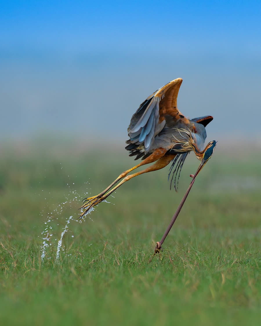 Beautiful Bird Photography By Mainak Halder