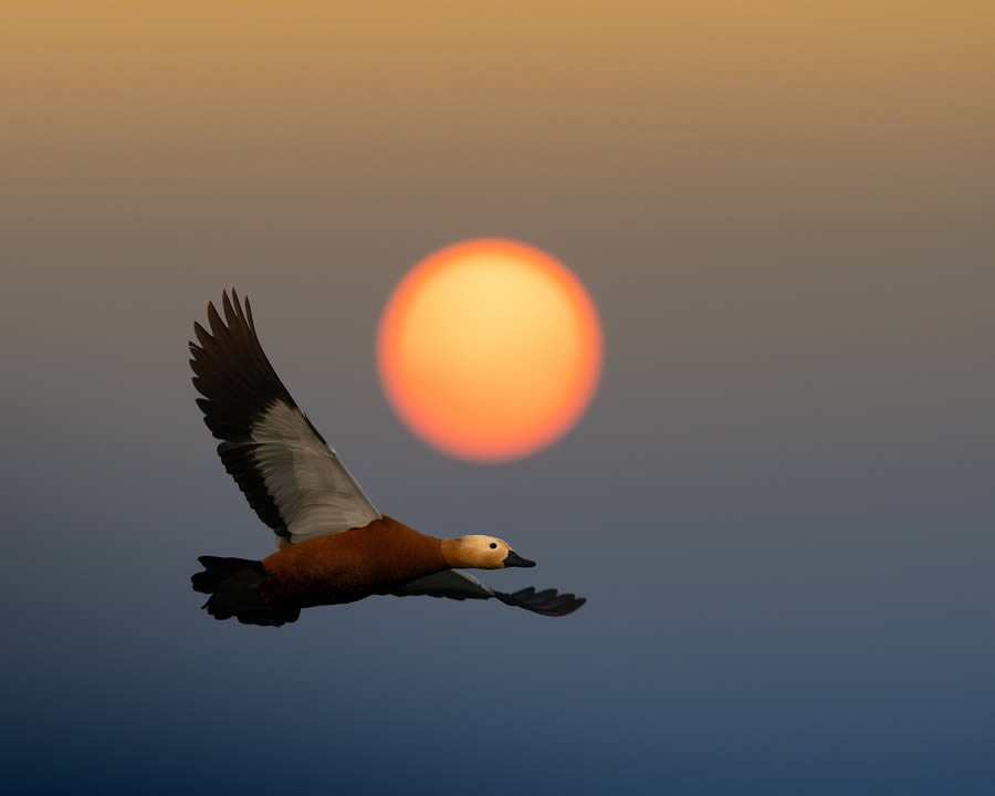 Beautiful Bird Photography By Mainak Halder