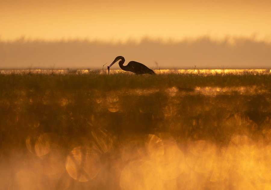 Beautiful Bird Photography By Mainak Halder