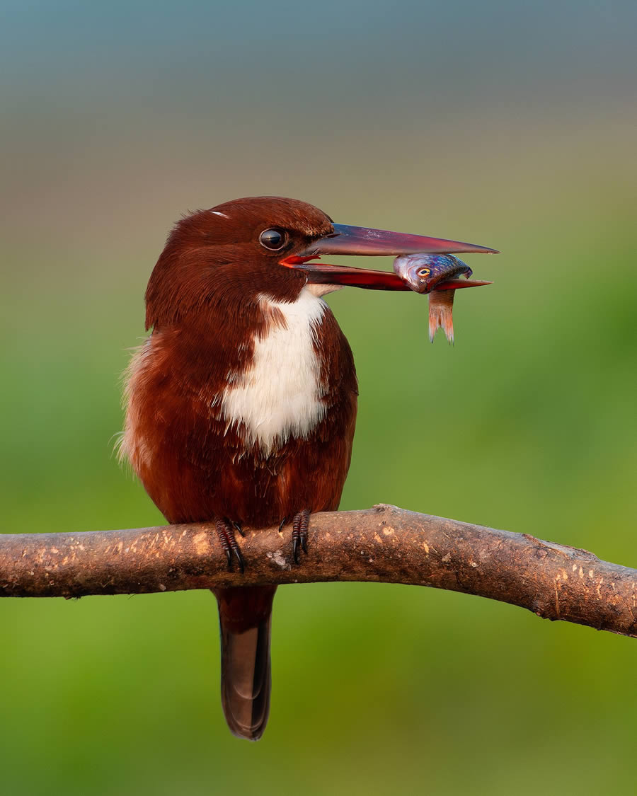 Beautiful Bird Photography By Mainak Halder