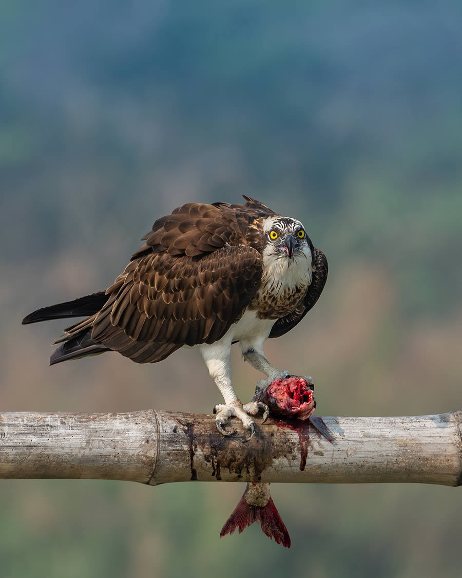 Beautiful Bird Photography By Mainak Halder