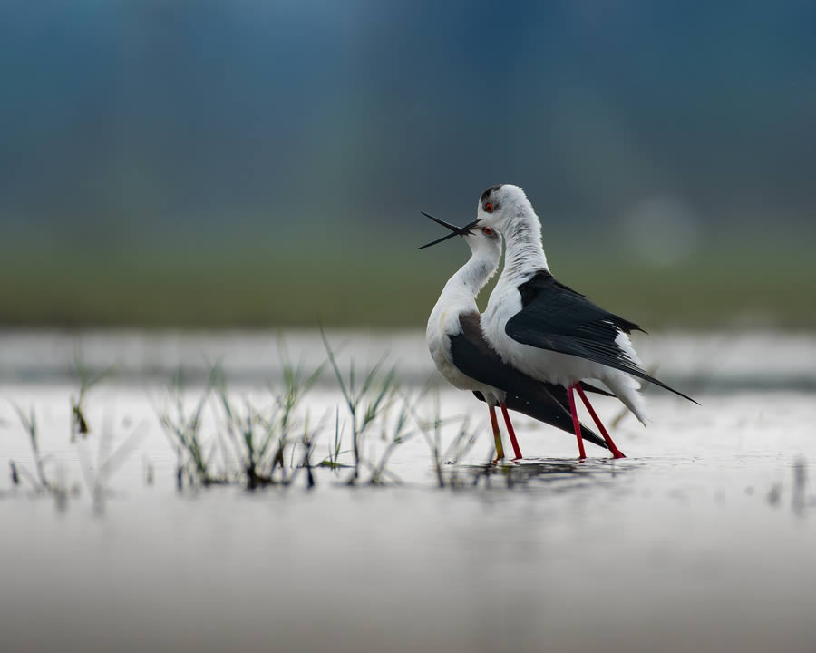 Beautiful Bird Photography By Mainak Halder