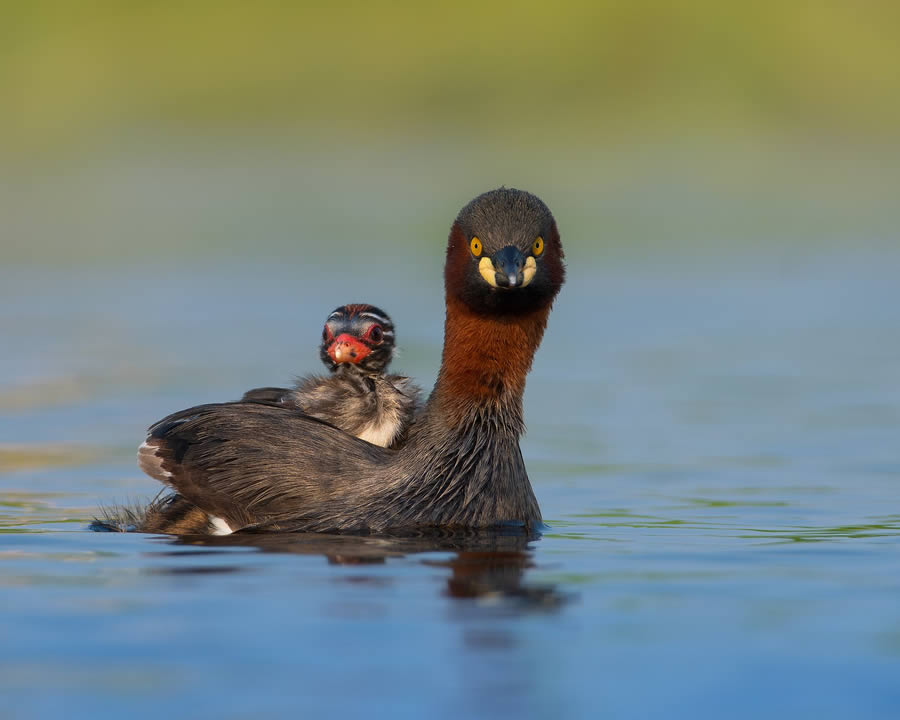 Beautiful Bird Photography By Mainak Halder