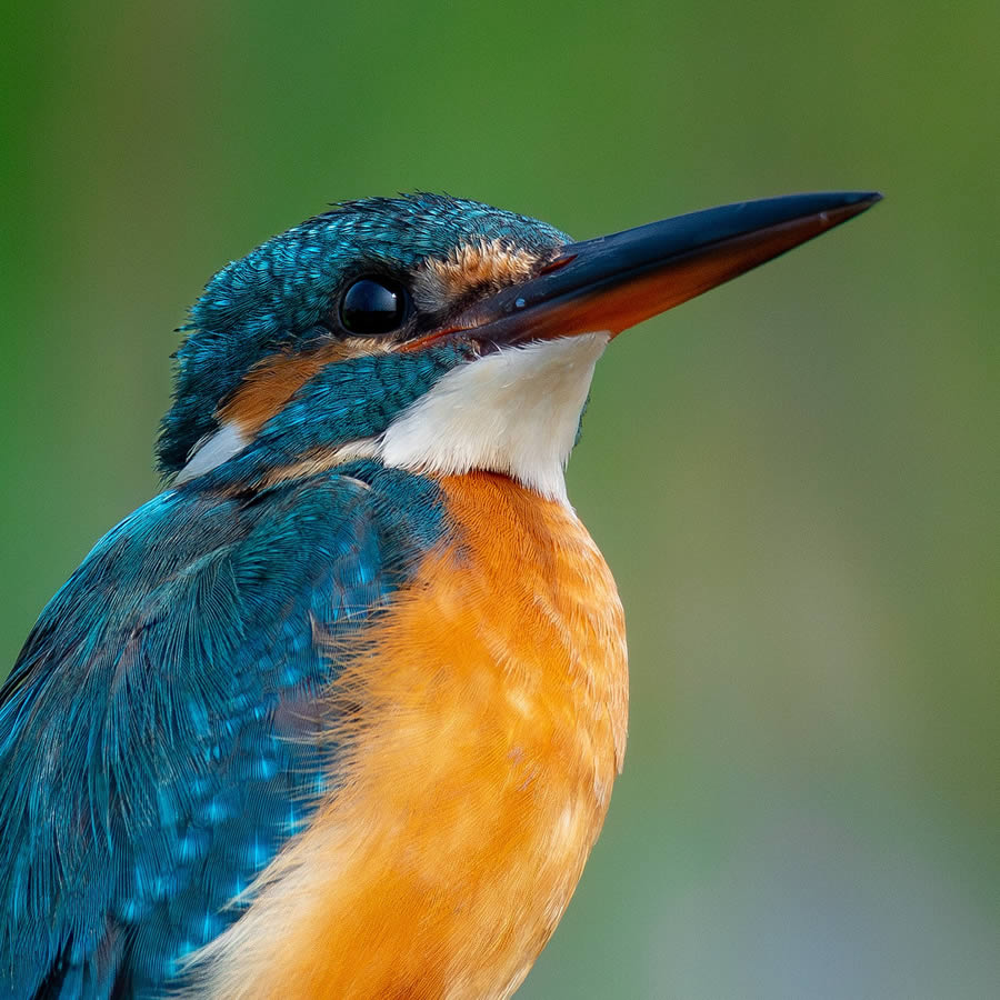 Beautiful Bird Photography By Mainak Halder