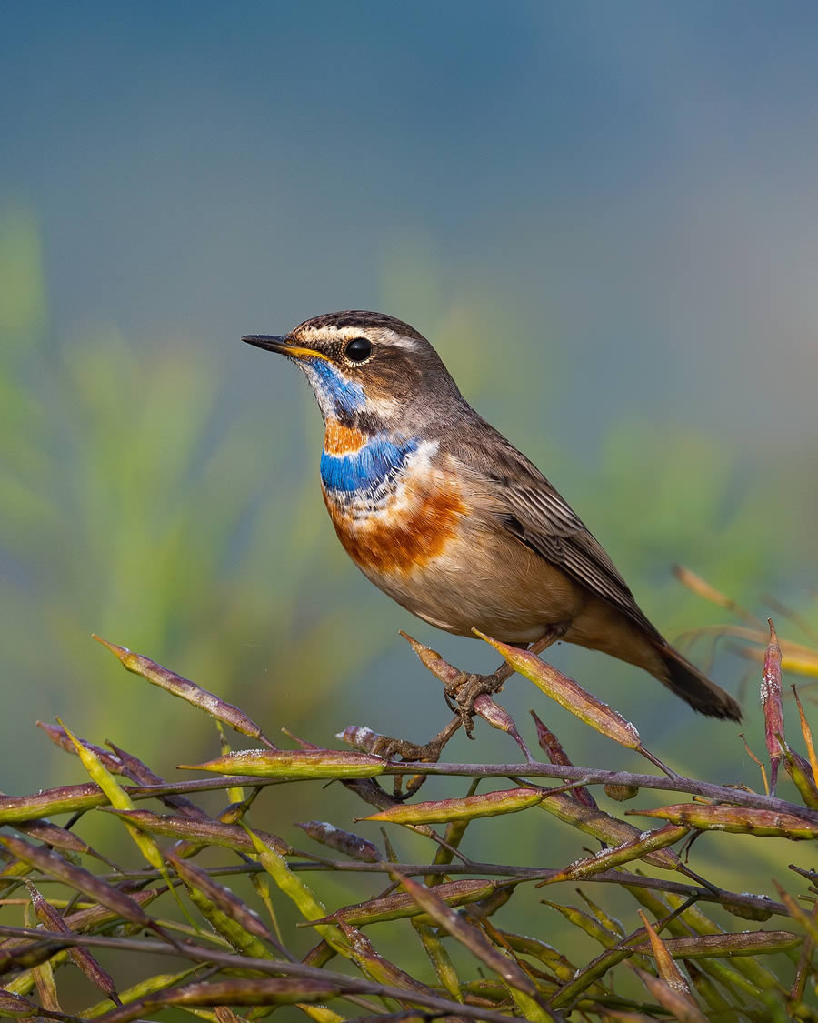 Beautiful Bird Photography By Mainak Halder