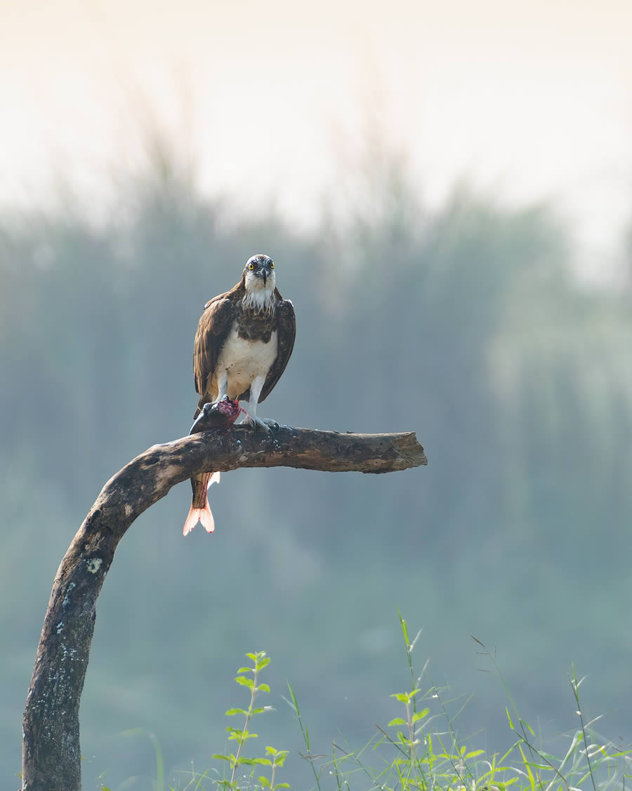 Beautiful Bird Photography By Mainak Halder