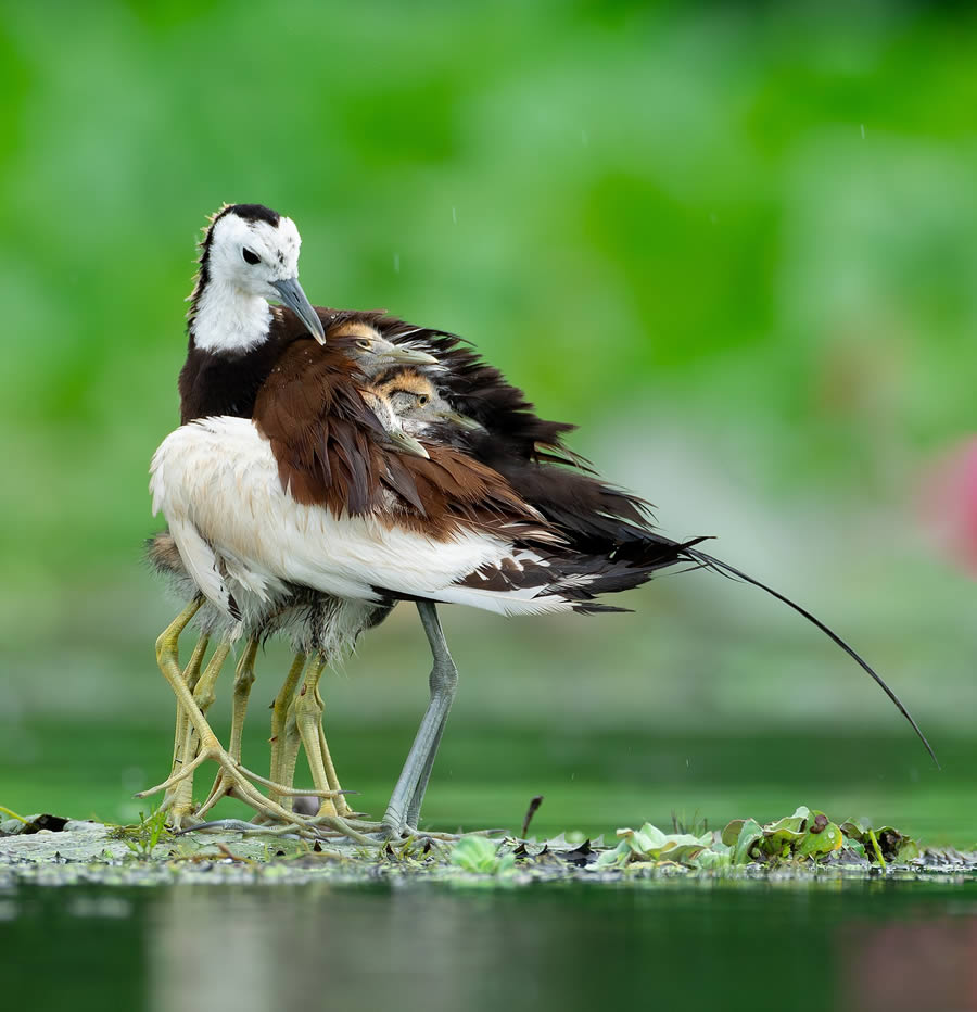 Beautiful Bird Photography By Mainak Halder