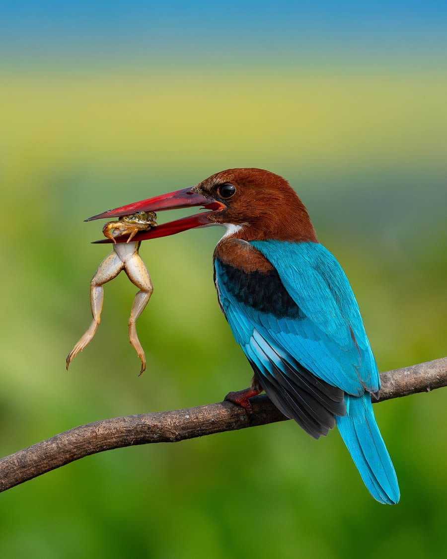 Beautiful Bird Photography By Mainak Halder