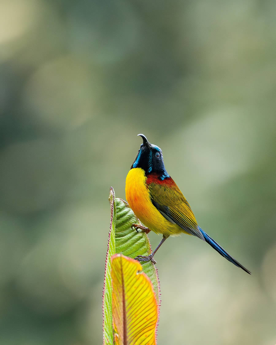 Beautiful Bird Photography By Mainak Halder