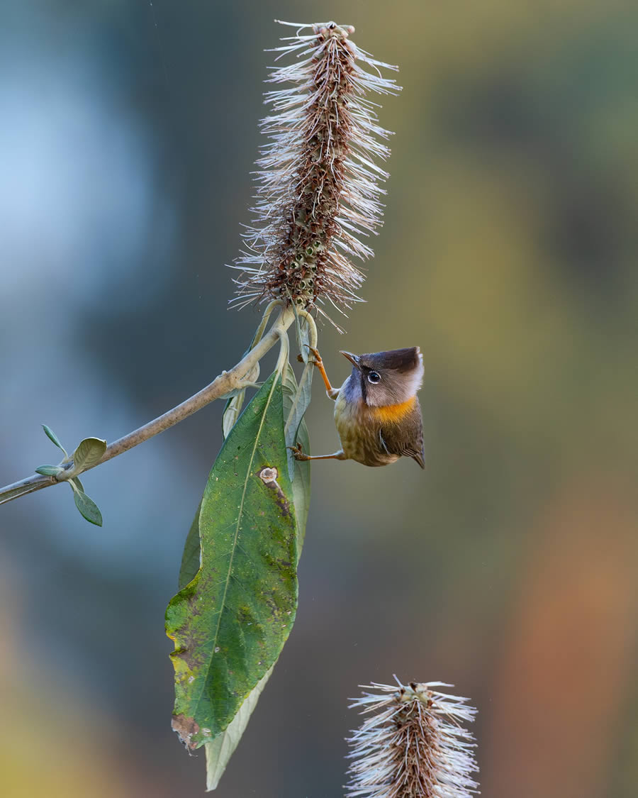 Beautiful Bird Photography By Mainak Halder